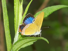 Heliophorus saphir
