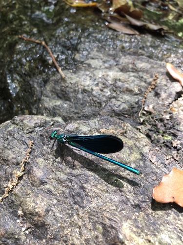 Beautiful Demoiselle