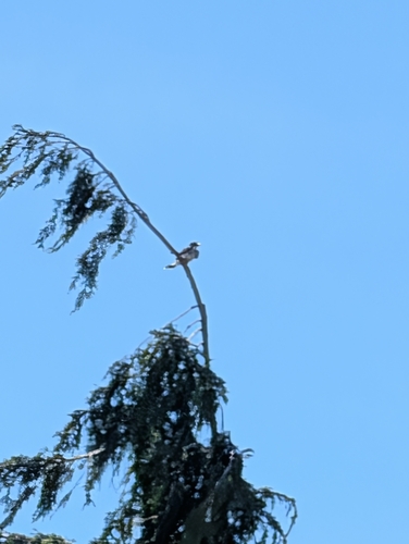 Eastern Kingbird