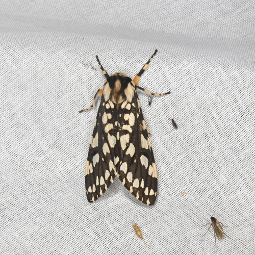 Lophocampa ingens photo 2