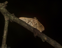 Addaea subtessellata