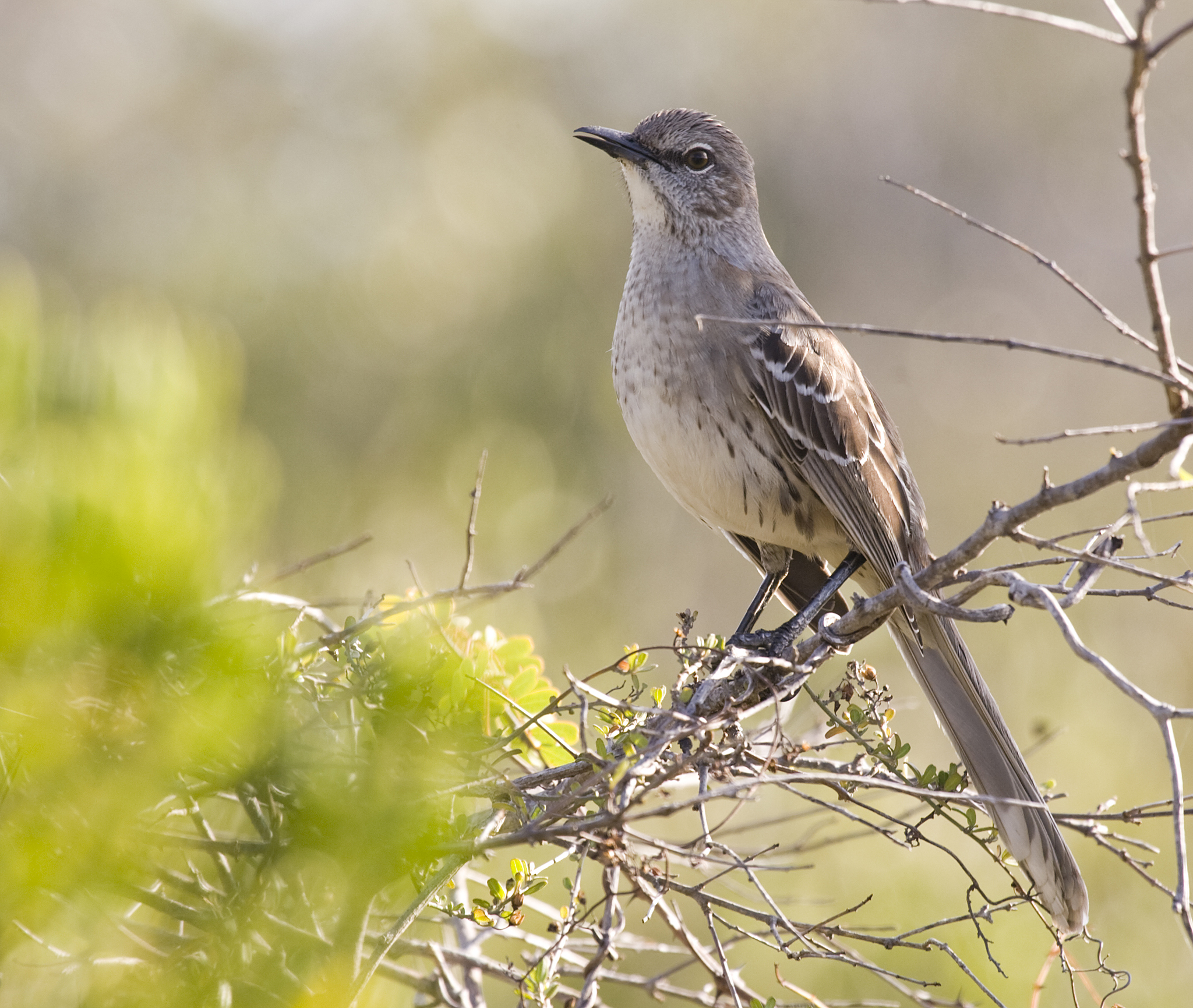 Bahama Mockingbird (Mimus gundlachii) · iNaturalist