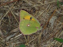 Colias fieldii