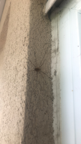 European Harvestman