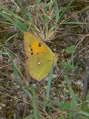 Colias fieldii