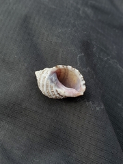 Nucella canaliculata