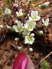 Sabulina californica