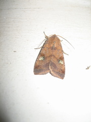 Diarsia canescens