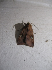 Diarsia canescens