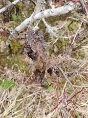 Lobaria anomala