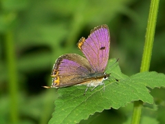 Lycaena li