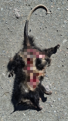Big-eared Opossum