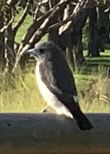 White-breasted Woodswallow