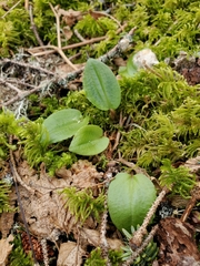 Calypso bulbosa