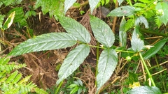 Rubus cardotii