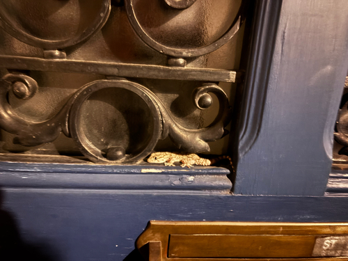 Moorish Gecko