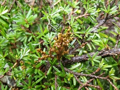 Arceuthobium tsugense