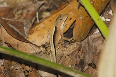 Anolis tropidonotus