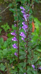 Scutellaria barbata