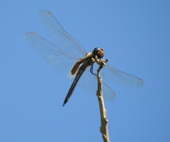 Tramea darwini