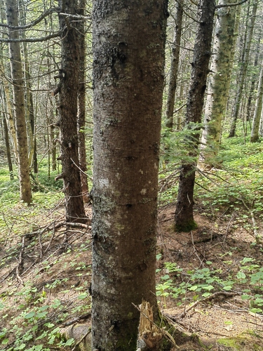 Abies sachalinensis, 2026-06-13