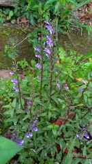 Scutellaria barbata