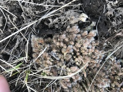 Selaginella densa scopulorum