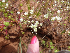 Sabulina californica