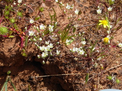 Sabulina californica