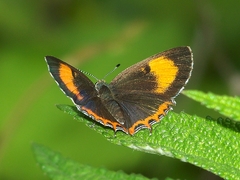Heliophorus saphir