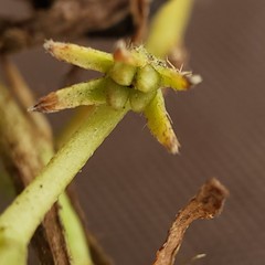 Plagiobothrys leptocladus