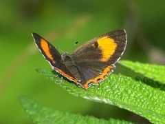 Heliophorus saphir