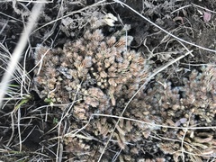 Selaginella densa scopulorum