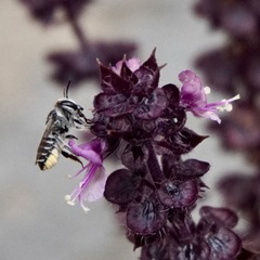 Eutricharaea