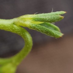 Plagiobothrys leptocladus