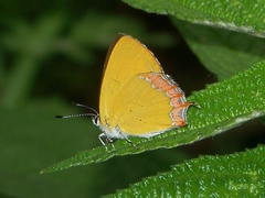 Heliophorus saphir