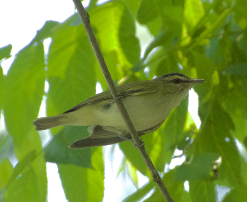 Red-eyed Vireo