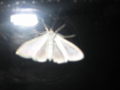 Palpita nigropunctalis