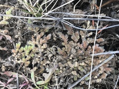 Selaginella densa scopulorum