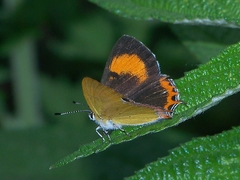 Heliophorus saphir