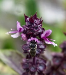 Eutricharaea