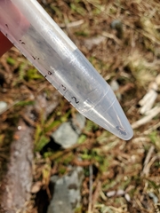 Notiophilus sylvaticus