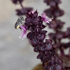 Eutricharaea