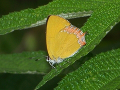 Heliophorus saphir