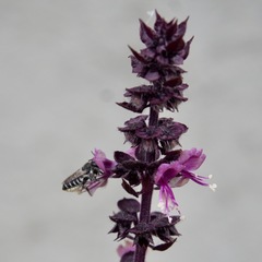 Eutricharaea