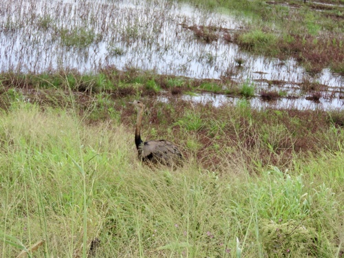 Greater Rhea