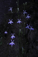 Lobelia flexuosa intermedia