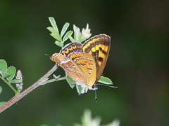 Lycaena li