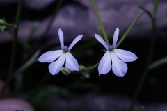Lobelia flexuosa intermedia