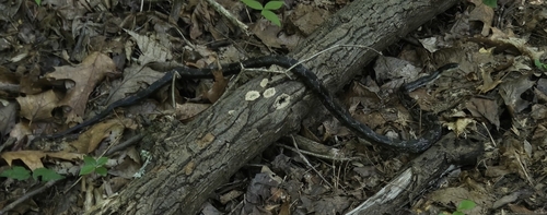 Gray Ratsnake
